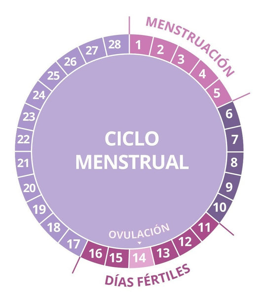 Predictor de Ovulación Digital Certum Home Test - Kit con 7