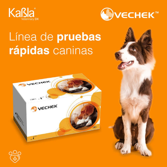 Prueba de Brucella Canina Lps Vechek - Kit con 10 pruebas
